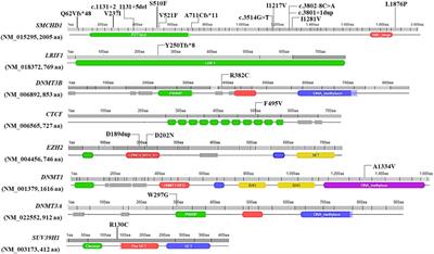 Whole exome sequencing highlights rare variants in CTCF, DNMT1, DNMT3A, EZH2 and SUV39H1 as associated with FSHD